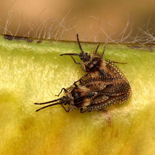 Dictyonota fuliginosa